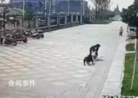 知情人:咬伤女童的狗偷跑出门
