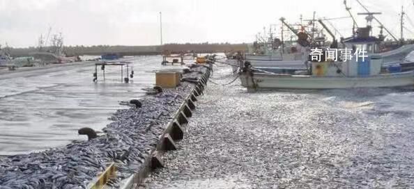 大量沙丁鱼涌入日本渔港后集体死亡