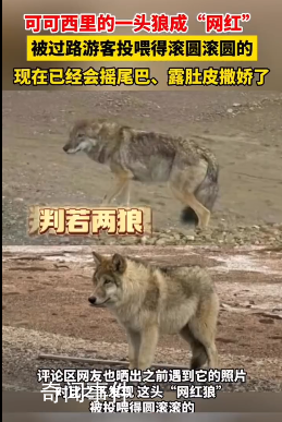 可可西里一头狼被投喂变胖成网红