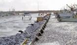 大量沙丁鱼涌入日本渔港后集体死亡