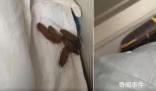 男子在卧铺发现“排泄物”样异物 12306回应：床单会换