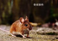 纽约老鼠泛滥成灾 有APP推出老鼠探测功能