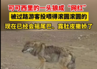 可可西里一头狼被投喂变胖成网红
