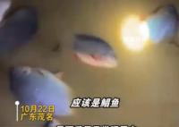 暴雨后男子发现屋内有好几条大鱼