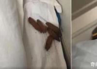 男子在卧铺发现“排泄物”样异物 12306回应：床单会换