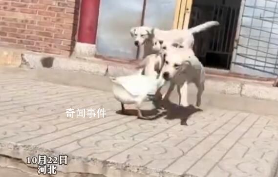 狗狗以多欺少撞飞大鹅 大鹅气的直跺脚这个仇今天必须报