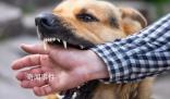 狂犬病潜伏期长达十几年?别信