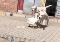 狗狗以多欺少撞飞大鹅 大鹅气的直跺脚这个仇今天必须报