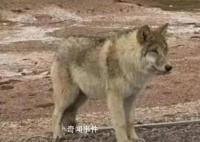 该不该投喂可可西里的狼?