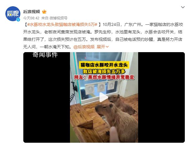 水豚咬水龙头致猫咖店被淹损失5万 真是努力开店无人问一朝水淹天下知