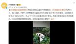 大熊猫“奂彩”离世 排除误食异物与食物中毒可能