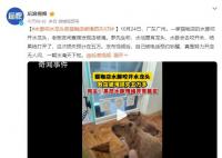 水豚咬水龙头致猫咖店被淹损失5万 真是努力开店无人问一朝水淹天下知