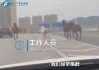 长沙5匹马上高架车道狂奔 来往车辆纷纷躲避