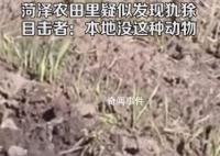 山东菏泽农田里疑似发现美洲犰狳