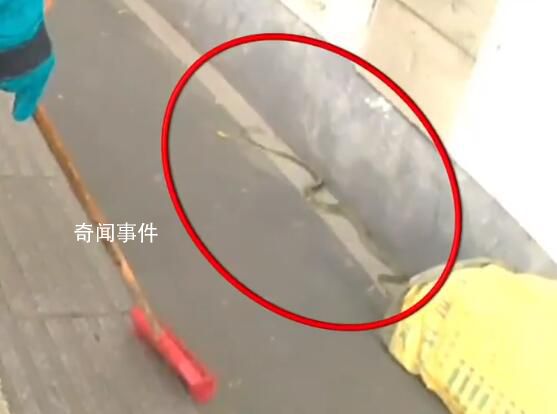 南京人行道上惊现2米长大蛇