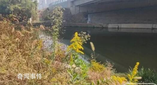 多地已发现“加拿大一枝黄花”