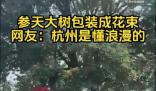 杭州参天大树被包装成巨型花束 不少市民都拿出手机拍照记录