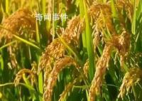 从一碗米饭看粮食品质升级 270亿元用于实施十四五优质粮食工程