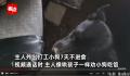 主人外出打工 狗子连续绝食7天