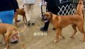 男子炫耀市中心养烈性犬被行拘