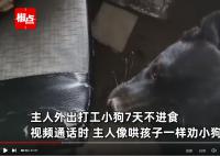 主人外出打工 狗子连续绝食7天