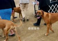 男子炫耀市中心养烈性犬被行拘