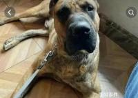 泰山麦兜巴顿何许狗也 整个济南没人能动我的狗