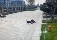 成都被狗咬女童右肾已保住 恢复情况较好