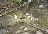 成都上千只宠物鹦鹉被人野外放生 引发关注