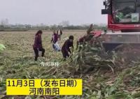 河南村民“抢收”高粱 与农户对骂