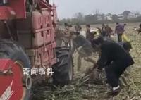 官方辟谣河南农户高粱被村民抢收