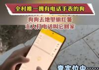 全村唯一拥有电话手表的小狗 让人们感到非常新奇