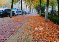 淄博36条道路实行“落叶缓扫”