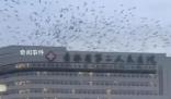 吉林一医院上空有大量飞鸟盘旋 这个现象确实非常罕见