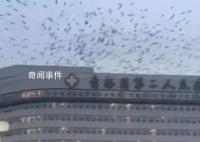 吉林一医院上空有大量飞鸟盘旋 这个现象确实非常罕见