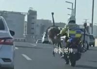 鸵鸟在街头狂奔 交警:跑了几十公里