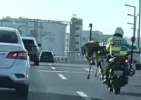 郑州一鸵鸟街头狂奔 交警追几十公里