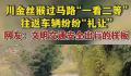 金丝猴与过路司机相互礼让 上演了一幕人与自然和谐相处的暖心画面