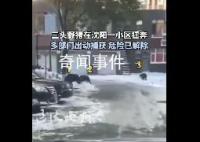 沈阳一小区现3只野猪 疑被警犬咬伤
