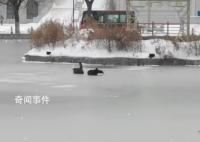 哈师大黑天鹅已被冻湖上两天 每年都会被冻住