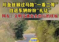 金丝猴与过路司机相互礼让 上演了一幕人与自然和谐相处的暖心画面