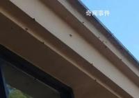 浙江多地出现大量臭屁虫 不少人寻求驱虫方法