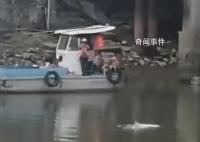 中华白海豚误入广州一河道 引发关注
