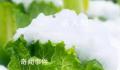 在北方大白菜的花语是凛冬将至