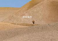 联合国:阿富汗鸦片产量锐减95%