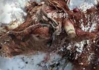 黑龙江疑有老虎进村咬死两头牛 当地发布紧急通知警惕大型猛兽出没