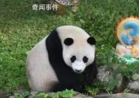 旅美大熊猫美香一家三口抵达成都