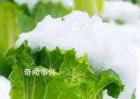 在北方大白菜的花语是凛冬将至