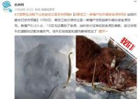 黑龙江居民家养牛被野生老虎捕食