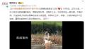 小狗被撞断脊柱同伴不离不弃 重新站起来的几率大概在80%